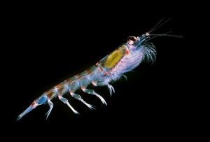 Antarctic krill Euphausia superba. This is the startimage of the virtual microscope http://www.ecoscope.com/cybermic/index.htm of krill where you can click into details of the animal to get higher magnifications, like the gills, the feeding basket or the swimming legs, up to raster electron and transmission electron images, also some videos - there are many links to jumpoff sites for educators, like from the SCIENCE MAGAZINE. In natural hovering position - the red organs produce the bioluminescence - the hepatopancreas is filled with green phytoplankton, the food of krill, the strait gut in the back is filled with the empty shells of phytoplankton - in the front you see the compound eye